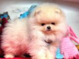 Pomeranian Boo Sevimli Mini Boy Yavrular