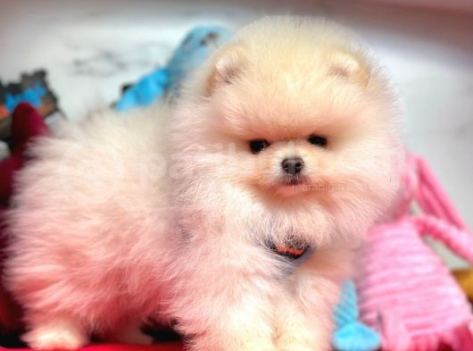 Pomeranian Boo Sevimli Mini Boy Yavrular görsel