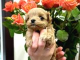 Safkan A Kali̇te Malti̇poo Bebekler