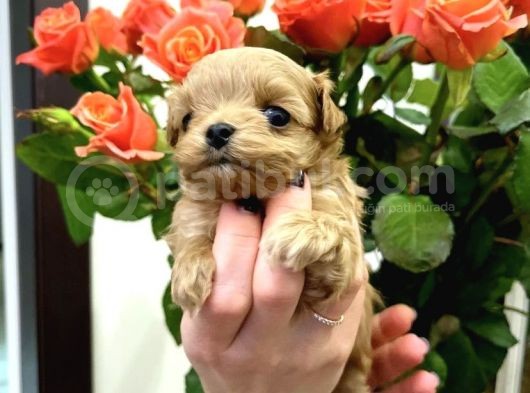 Safkan A Kali̇te Malti̇poo Bebekler görsel