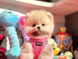 Ayıcık Surat Boo Pomeranian Yavrular