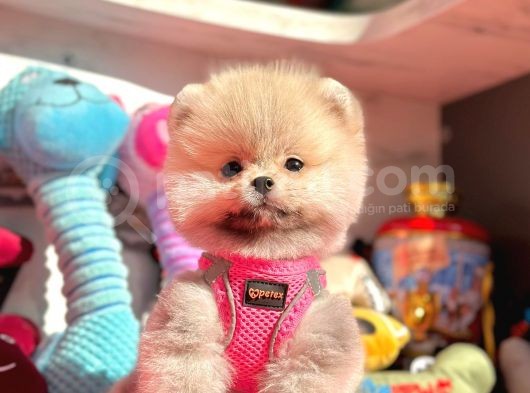 Ayıcık Surat Boo Pomeranian Yavrular