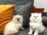 British Longhair Yavrular