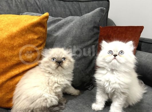 British Longhair Yavrular