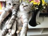 British Shorthair Silver