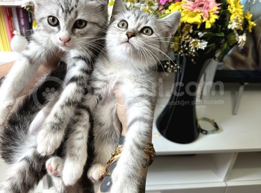 British Shorthair Silver