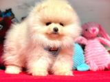 Pomeranian Boo Sevimli Mini Boy Yavrular