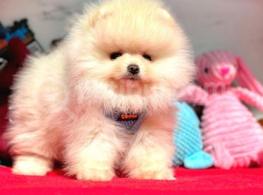 Pomeranian Boo Sevimli Mini Boy Yavrular görsel