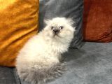 British Longhair Chocolate Point
