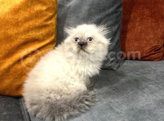 British Longhair Chocolate Point görsel