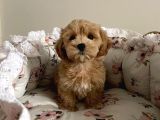 RED SAFKAN MALTİPOO YAVRULARI