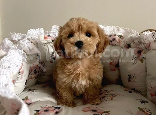 Red Safkan Malti̇poo Yavrulari