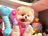Ayıcık Surat Boo Pomeranian Yavrular