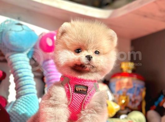 Ayıcık Surat Boo Pomeranian Yavrular görsel