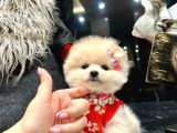 Ayı Surat, Sıfır Burun Pomeranian Boo