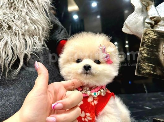 Ayı Surat, Sıfır Burun Pomeranian Boo görsel