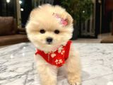 Ayı Surat, Sıfır Burun Pomeranian Boo