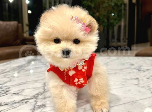 Ayı Surat, Sıfır Burun Pomeranian Boo görsel