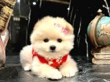 Ayı surat, sıfır burun Pomeranian BOO