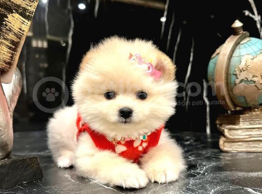 Ayı Surat, Sıfır Burun Pomeranian Boo