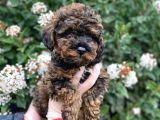 Üst Kali̇te Kore Kani Red Phantom Toy Poodle Yavrumiz