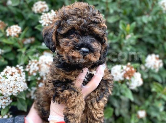 Üst Kali̇te Kore Kani Red Phantom Toy Poodle Yavrumiz görsel