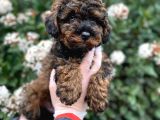 Üst Kali̇te Kore Kani Red Phantom Toy Poodle Yavrumiz