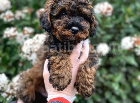 Üst Kali̇te Kore Kani Red Phantom Toy Poodle Yavrumiz görsel