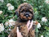 Üst Kali̇te Kore Kani Red Phantom Toy Poodle Yavrumiz