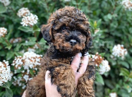 Üst Kali̇te Kore Kani Red Phantom Toy Poodle Yavrumiz görsel