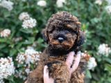 ÜST KALİTE KORE KANI RED PHANTOM TOY POODLE YAVRUMIZ