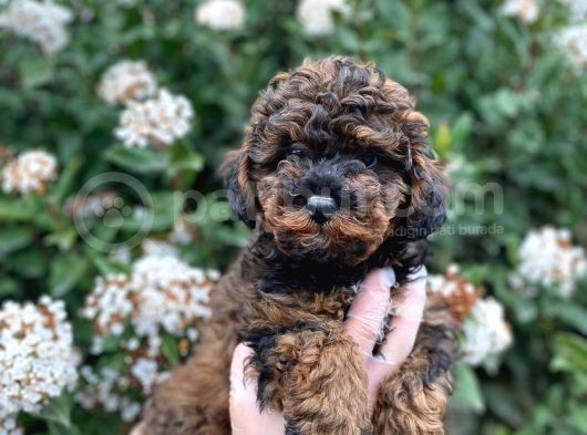 Üst Kali̇te Kore Kani Red Phantom Toy Poodle Yavrumiz
