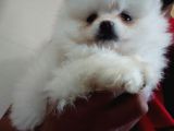 Pomeranian Boo Antalya