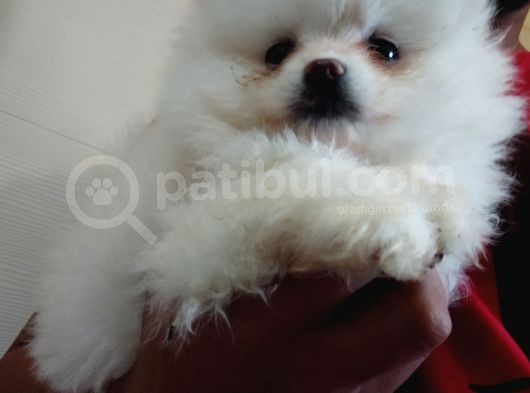 Pomeranian Boo Antalya görsel