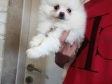 Pomeranian Boo Antalya
