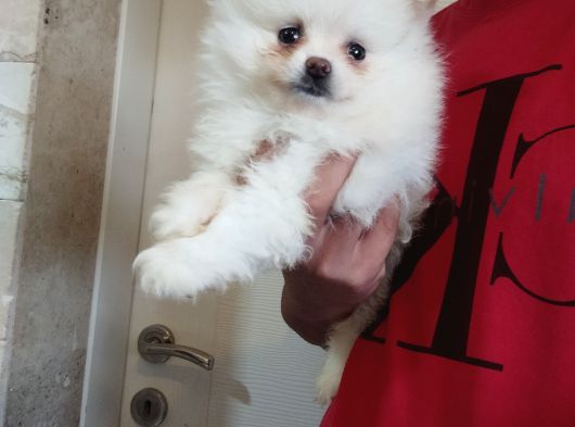 Pomeranian Boo Antalya görsel