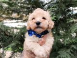 F1 TOY MALTİPOO BEBEKLERİMİZ
