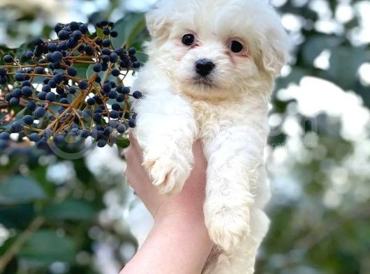 Bebek Yüz, Pamuk Kürk Maltese Bebekler görsel
