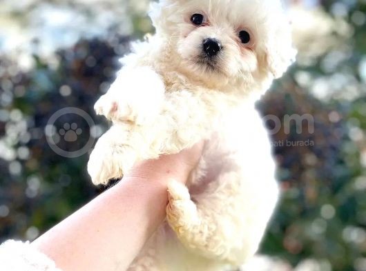 Bebek Yüz, Pamuk Kürk Maltese Bebekler görsel