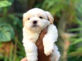 Evinizi ısıtacak, bebek surat Maltipoo yavrular