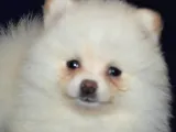 Pomeranian boo antalya