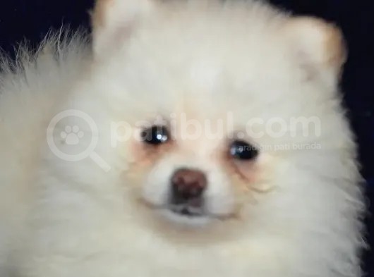Pomeranian Boo Antalya