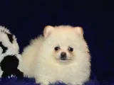 Pomeranian Boo Antalya