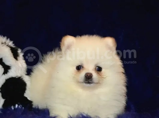 Pomeranian Boo Antalya görsel