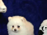 Pomeranian Boo Antalya