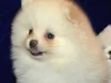 Pomeranian Boo Antalya