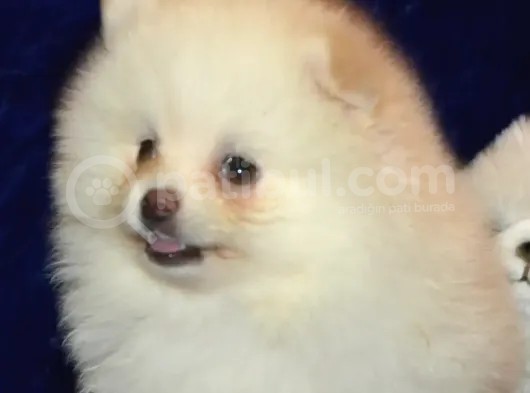Pomeranian Boo Antalya görsel
