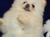 Pomeranian Boo Antalya