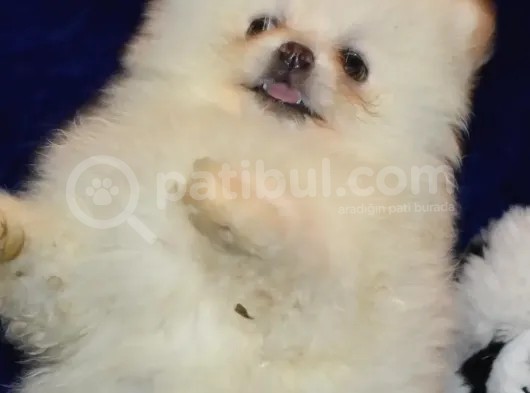 Pomeranian Boo Antalya görsel