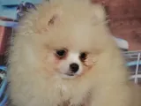 Ust Vasif Pomeranian Boo
